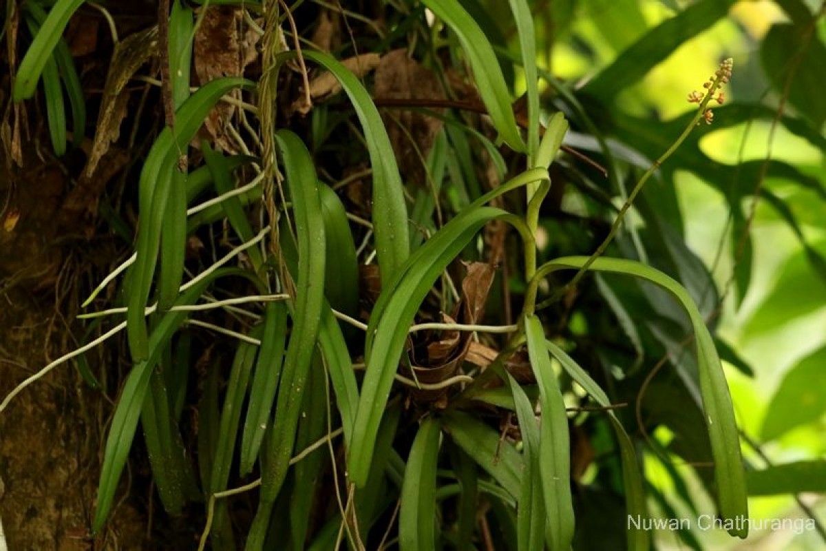 Pomatocalpa maculosum subsp. maculosum (Lindl.) J.J.Sm.